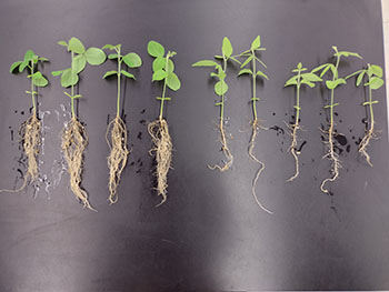 Nine Sabal palmetto seedlings on a black table