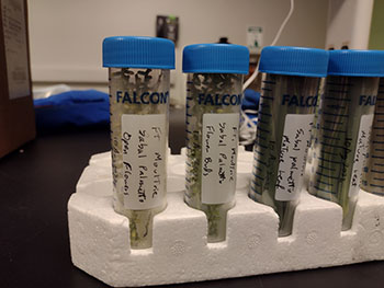 Four test tubes of Sabal Palmetto samples resting in a styrofoam holder.