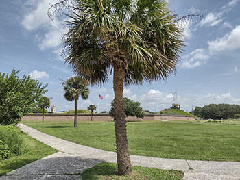 Palmetto Tree.